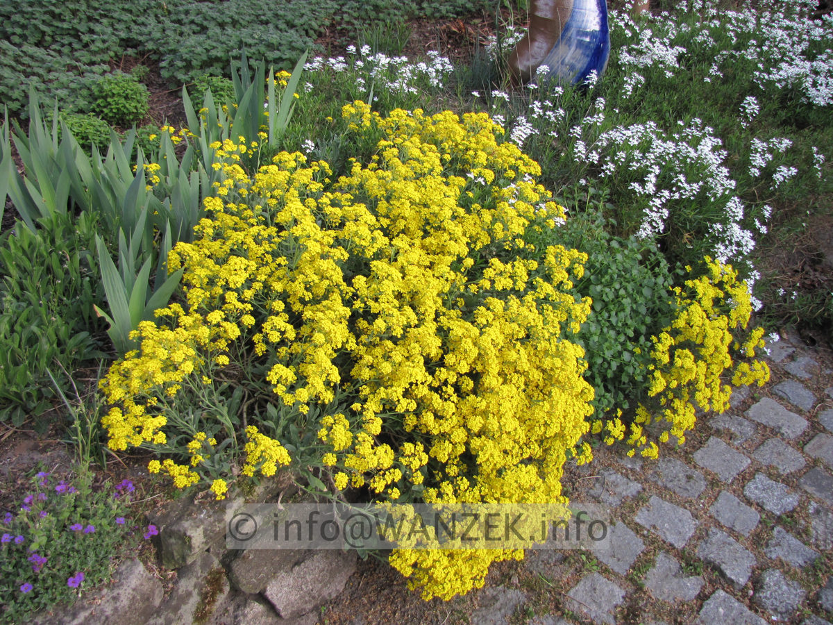 Allyssum montanum Berggold.JPG